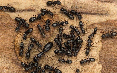 carpenter ants on wood