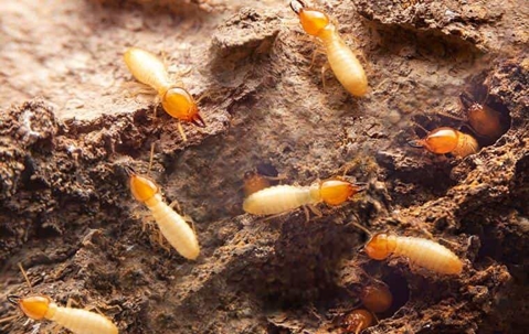 termite activity