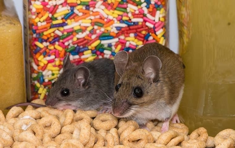 house mice in a pantry