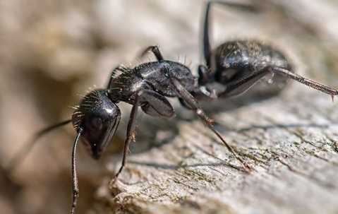 a carpenter ant up close