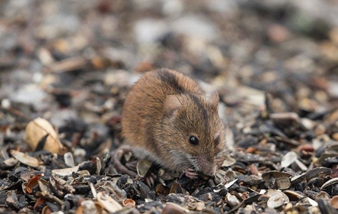 a little mouse foraging