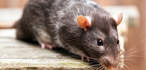 Rodent Control