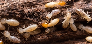 Termites