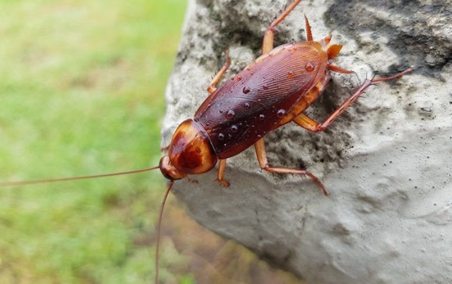 Cockroach on a rock 