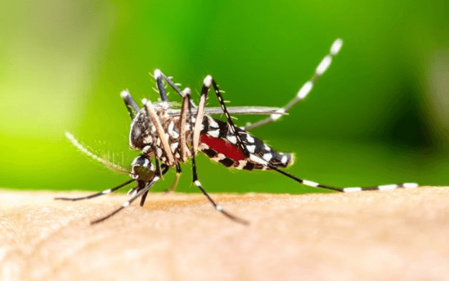 Mosquito biting human skin