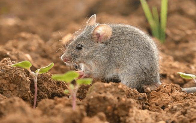 mouse in a dirt field