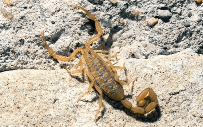 scorpion on rocky surface