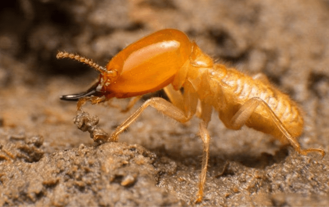 close up image of a termite